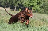 DOBERMANN 030